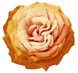 Orange  rose flower  on  isolated background with clipping path. Closeup. For design. Transparent...