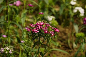 Obraz premium Close-up of Dianthus barbatus flowers blooming in the field