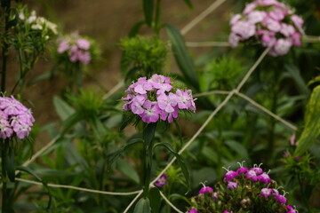 Fototapeta premium Close-up of Dianthus barbatus flowers blooming in the field