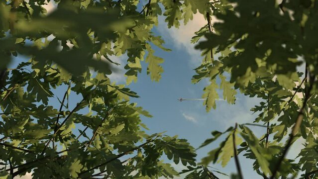 fly by propeller airplane in front of moving oak tree leaves