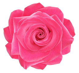 Pink   rose flower  on   isolated background with clipping path. Closeup. For design. Transparent...