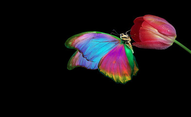 bright tropical morpho butterfly on red tulip flower in water drops isolated on black - 793700903