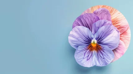 Tuinposter The Pansy Flower with Circle on a Blue Background © 2rogan