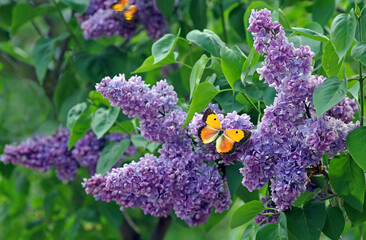 bright orange butterfly on lilac flowers in the garden - 793701383