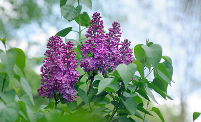 branches of blooming lilac. purple lilac close up.  - 793701524