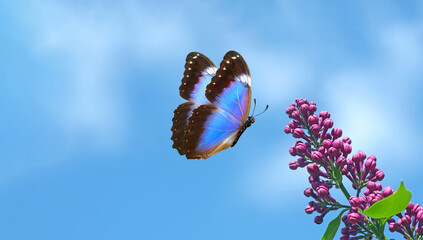 bright blue morpho butterfly and purple lilac flowers against a blue sky. colorful blue butterfly flying over lilac flowers. spring background. copy space - 793701534
