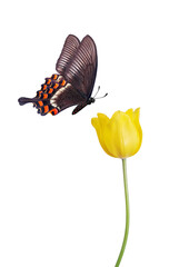 Swallowtail butterfly and yellow tulip isolated on white - 793701543