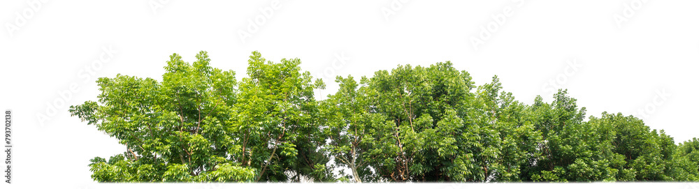 Fototapete Green Trees on transparent background. are Forest and foliage in summer for both printing and web pages with cut path and alpha channel