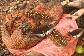 There are lots of fish in the river. small fish. fish cultivation