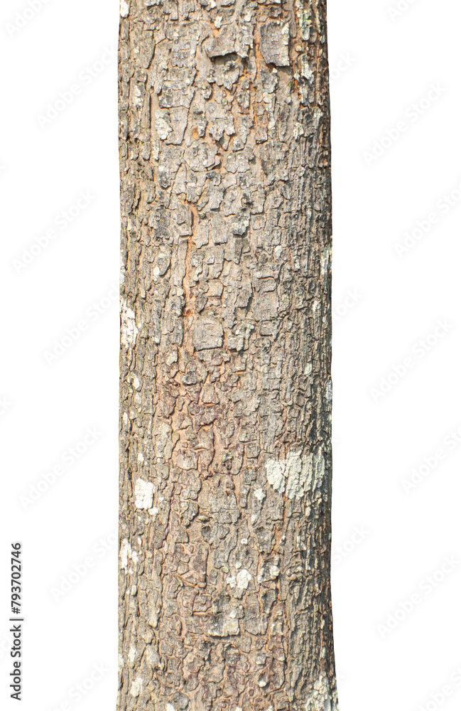 Poster Trunk of a tree Isolated On transparent Background..