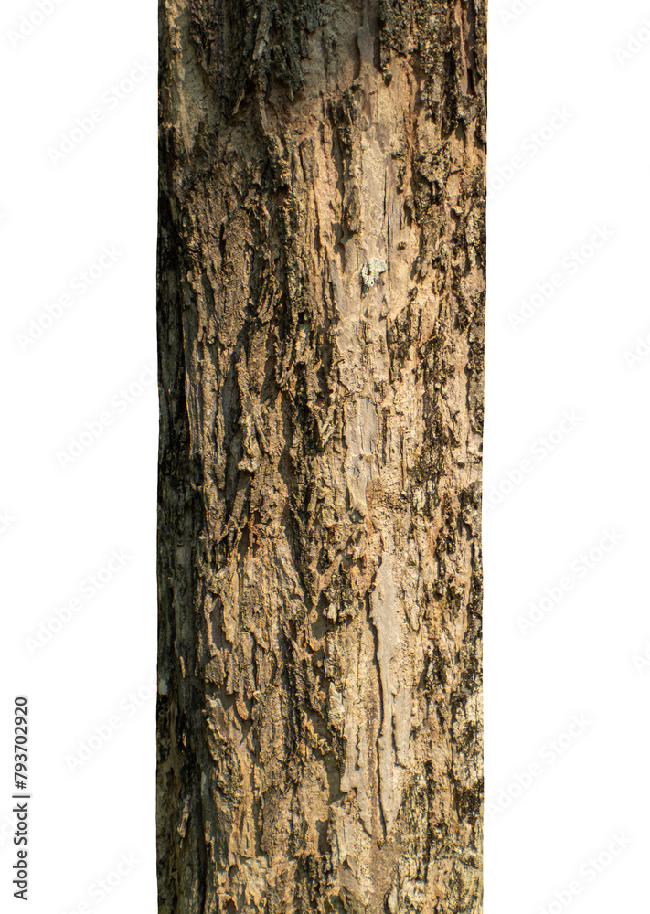 Aufkleber trunk of a tree isolated on transparent background.