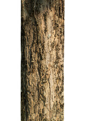 Trunk of a tree Isolated On transparent Background.