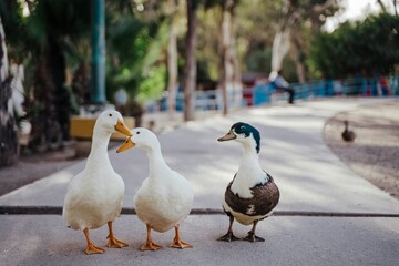Ducks are aquatic birds with webbed feet, known for their quacking sound and characteristic...