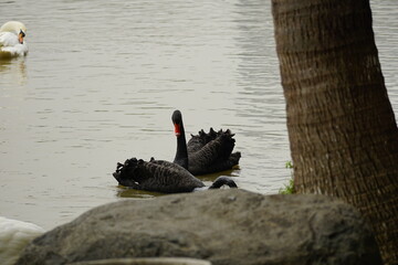 Close-up of a swan by the lake
