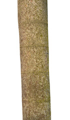 Trunk of a tree Isolated On transparent Background.