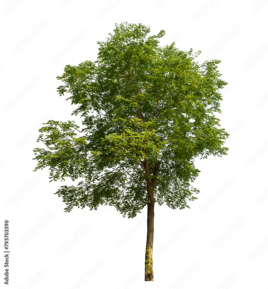Poster Green tree on transparent background with clipping path, single tree with clipping path and alpha channel