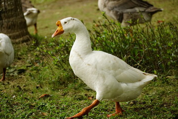 Close-up of a swan by the lake