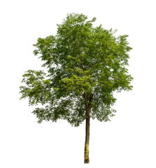 Green tree on transparent background with clipping path, single tree with clipping path and alpha...