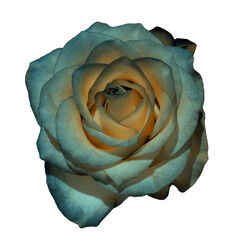 Isolated blue rose on a white background	