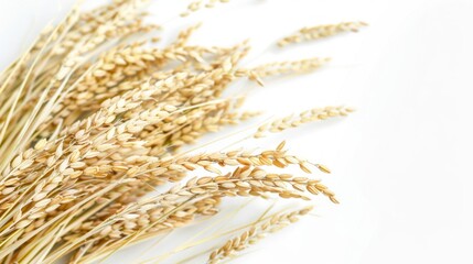 A bunch of wheat is shown in a close up