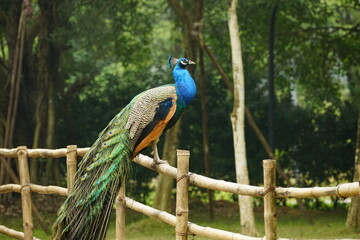 Close-up of a peacock in the zoo