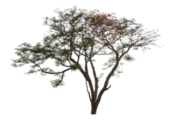 The tree is bare and has no foliage, giving it a desolate and lonely appearance. A tree.