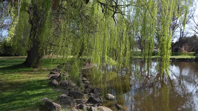 Lush green willow trees with long leafy branches swaying over a water pond. A beautiful scene in Castlemaine Botanical Gardens, VIC, Australia.