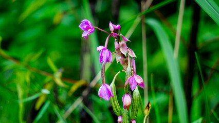 Eulophia nuda (spectacular eulophia, Amarkand). This plant have been used for the treatment of...