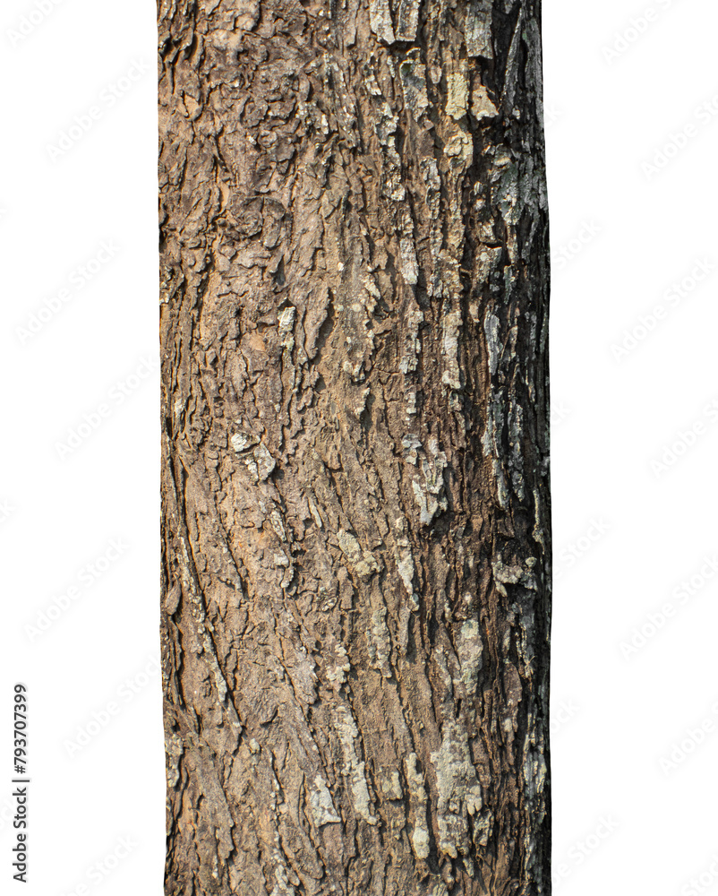 Aufkleber trunk of a tree isolated on transparent background.