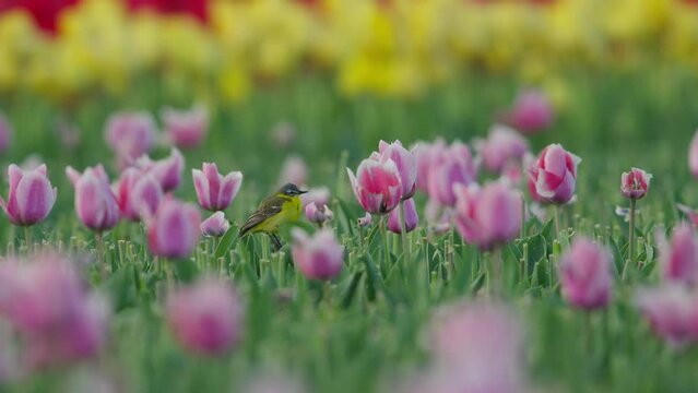Yellow Wagtail lands and balances on pretty pink tulip flower, shallow focus