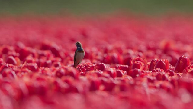 Bluethroat bird Luscinia svecica perched in sea of red tulips, Keukenhof fields