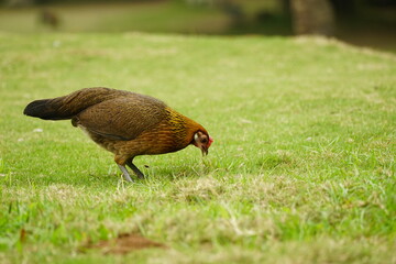 Close-up of chicken on the grass