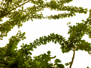 isolated green tree branches with transparent background PNG format