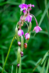 Eulophia nuda (spectacular eulophia, Amarkand). This plant have been used for the treatment of tumors, scrofulous glands of neck