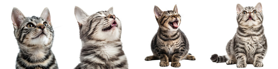 Cat PNG set - portrait photo of happy American Shorthair isolated transparent background