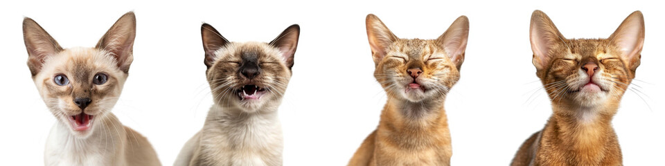 Cat PNG set - portrait photo of happy Javanese cat isolated transparent background