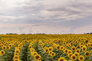 Obraz premium Beautiful field with yellow sunflowers