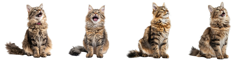 Cat PNG set - sitting photo of happy American Bobtail isolated transparent background