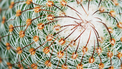 close up of cactus for use as background