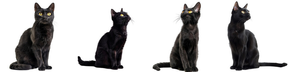 Cat PNG set - sitting photo of happy Bombay cat isolated transparent background