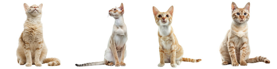 Cat PNG set - sitting photo of happy Khao Manee cat transparent background