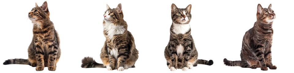 Cat PNG set - sitting photo of happy Manx Cat isolated transparent background