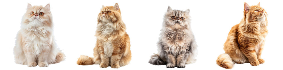 Cat PNG set - sitting photo of happy Persian cat isolated transparent background