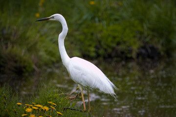 A Great egret walks near the pond shore with green grass on a cloudy spring evening. A large white plumage bird with a black bill and yellow-black legs in wildlife with a green background.