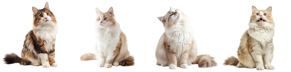 Cat PNG set - sitting photo of happy Ragamuffin cat isolated transparent background