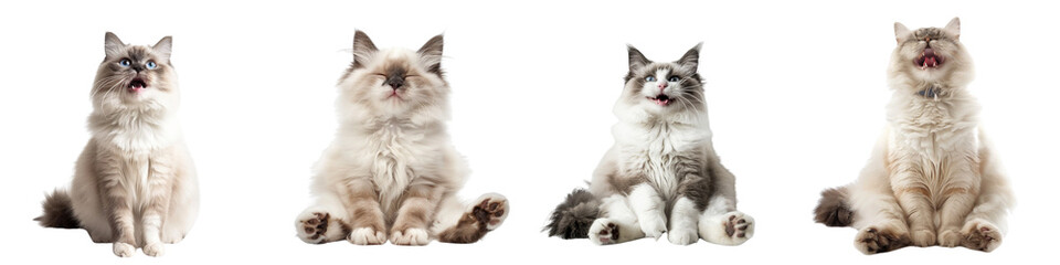 Cat PNG set - sitting photo of happy Ragdoll isolated transparent background