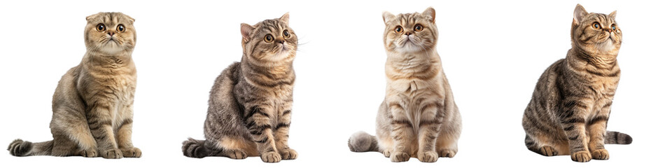 Cat PNG set - sitting photo of happy Scottish Fold isolated transparent background