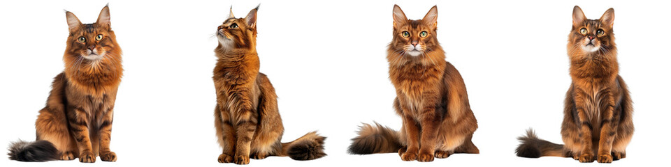 Cat PNG set - sitting photo of happy Somali cat isolated transparent background