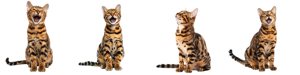 Cat PNG set - sitting photo of happy Toyger isolated transparent background