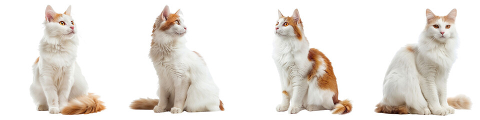 Cat PNG set - ssitting photo of happy turkish van cat isolated transparent background